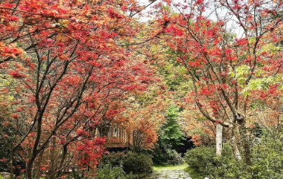陽明山福田園楓紅